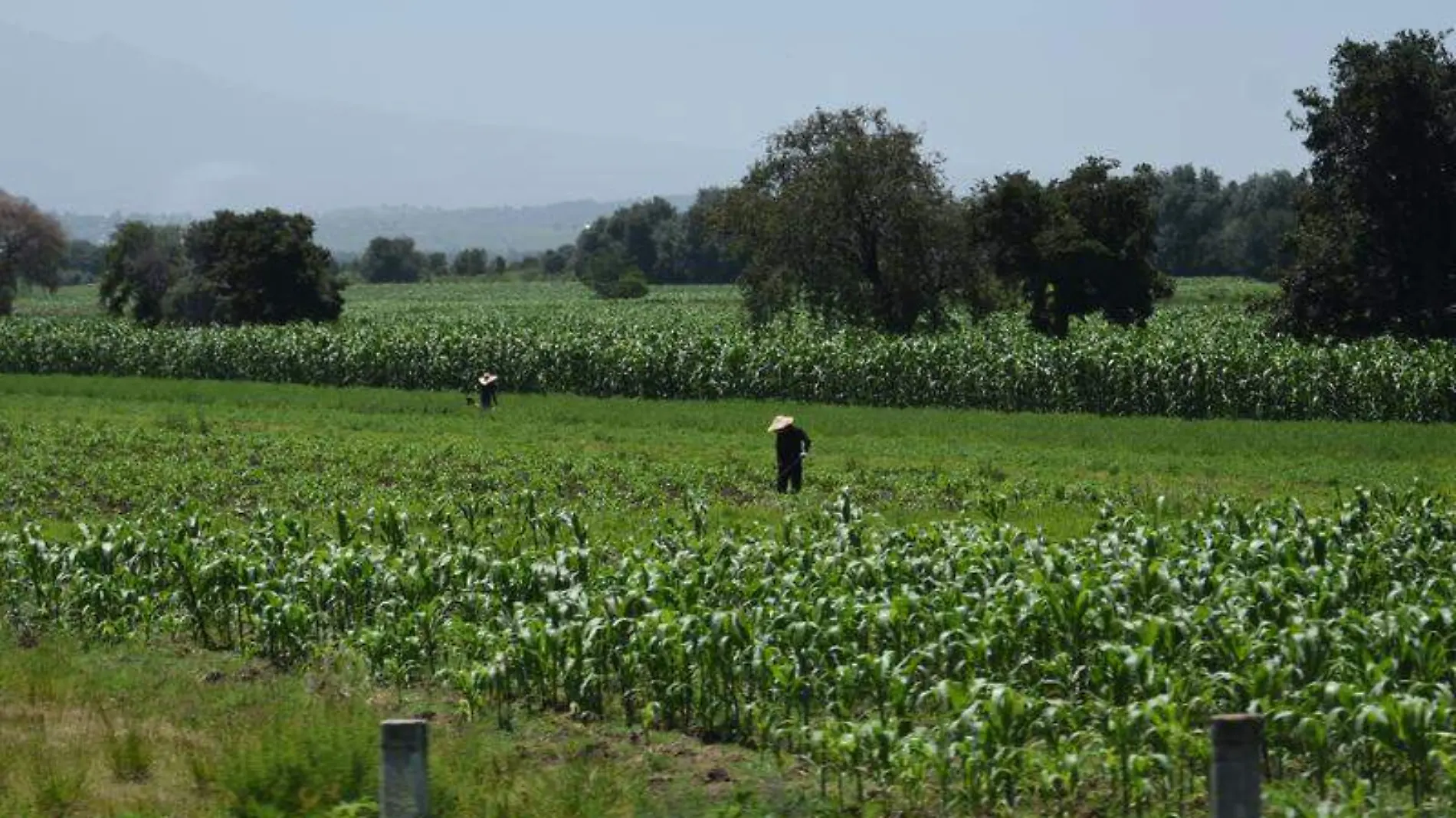 Campo, cosecha 1